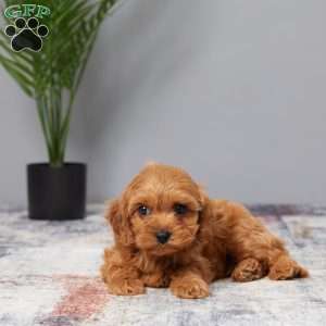 Tucker, Cavapoo Puppy